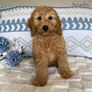 Spoodle Mini Male Scooby - Available now for his forever home