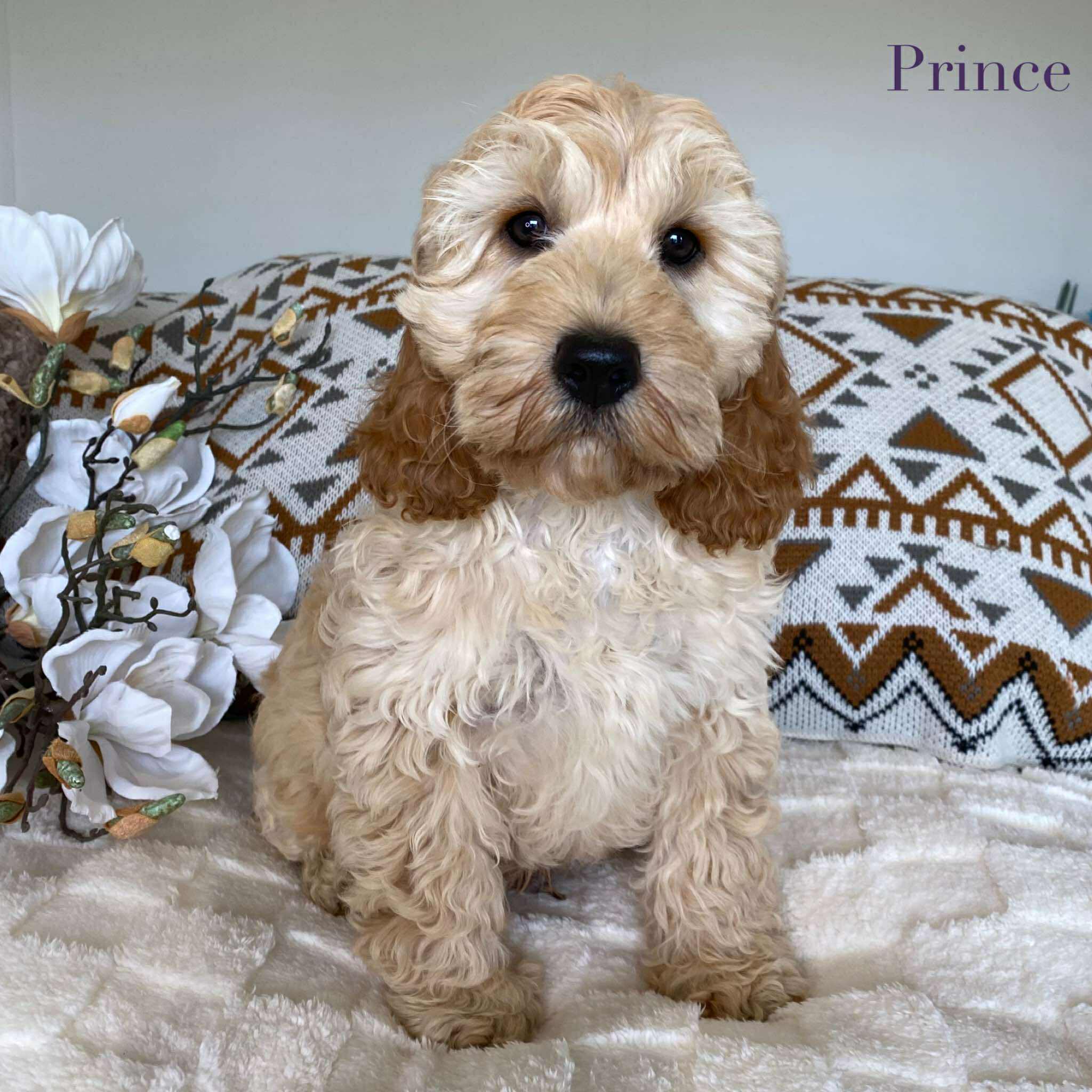 .Spoodle Mini Male Prince - Available Now to Adopt Fully Vaccinated
