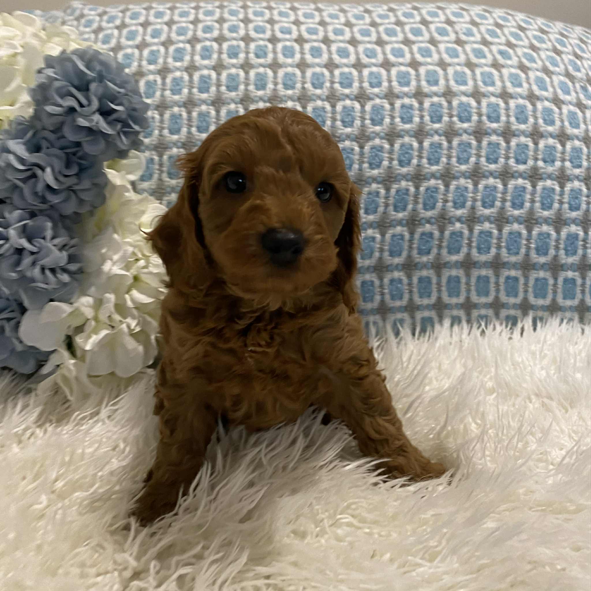 Cavoodle Mini Male Chico - Available to Adopt 18th July 2025