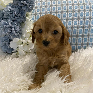 Cavoodle Mini Male Champ - Available to Adopt 18th July 2025