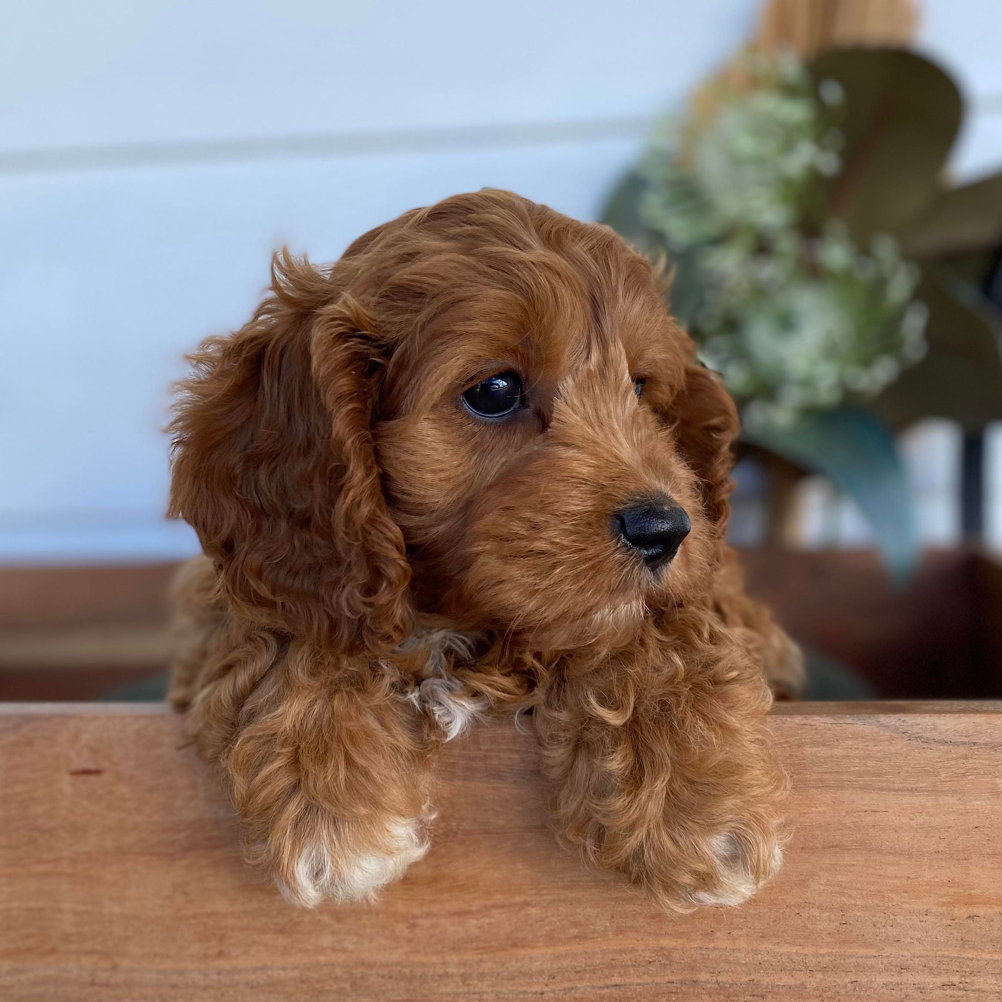 Mini Cavoodle Female Gypsy - Sale ends Sunday 12th May