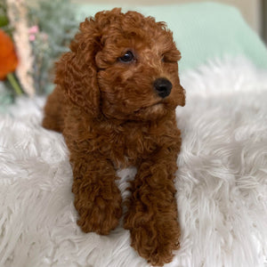 .Toy Cavoodle Male Snickers - Sale ends Sunday 12th May