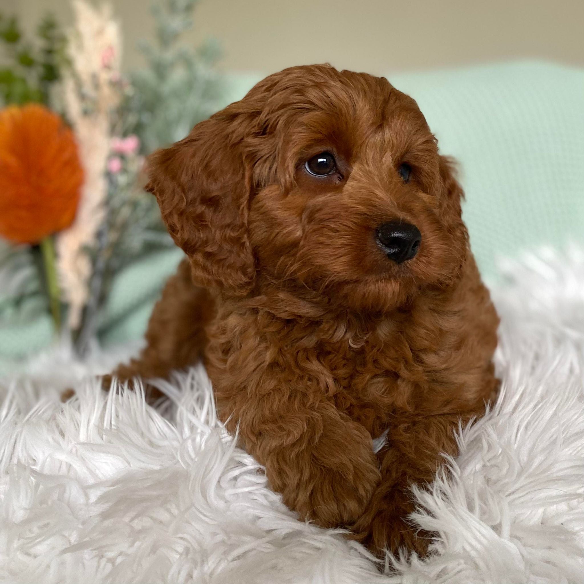 .Toy Cavoodle Male Sox - Sale ends Sunday 12th May