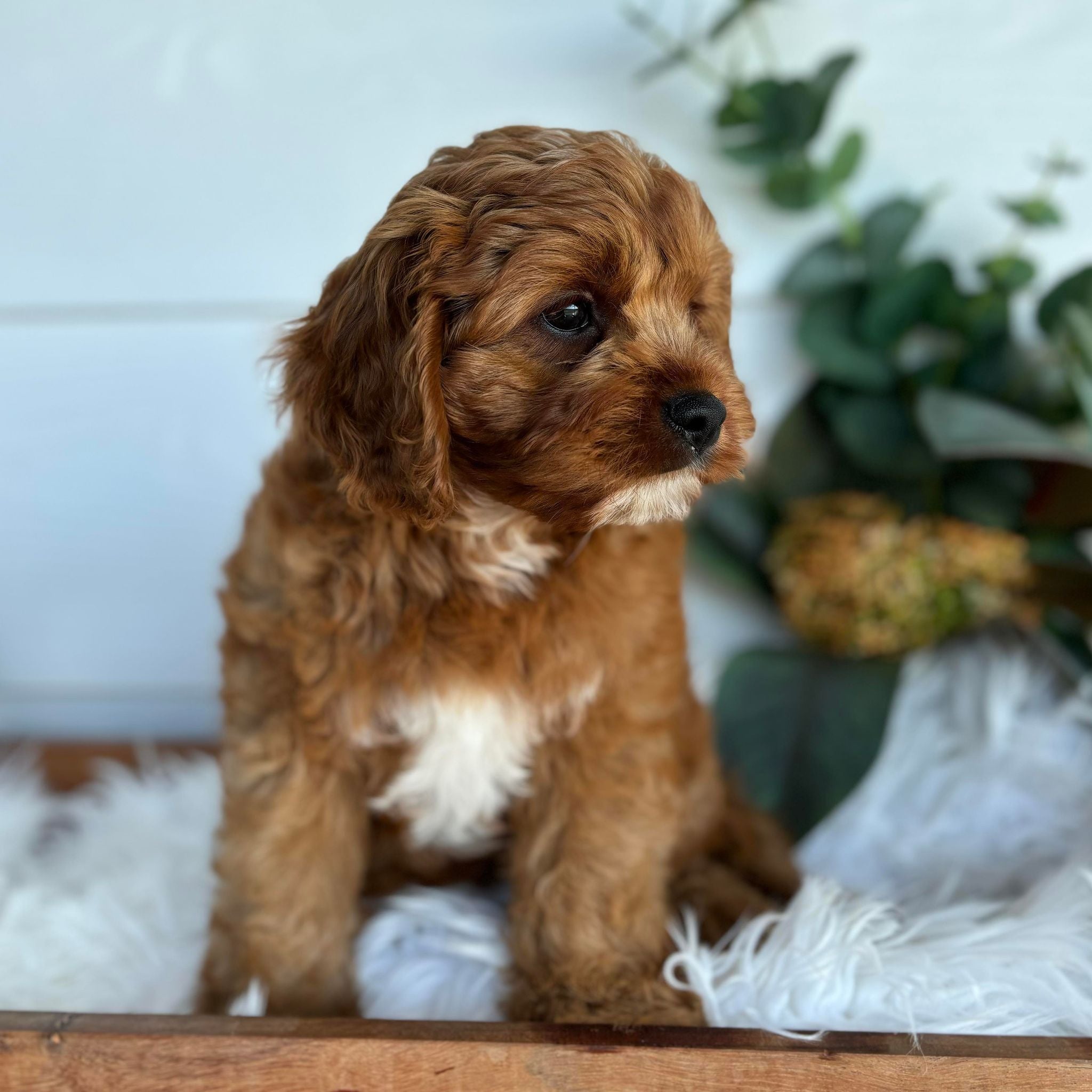 .Toy Cavoodle Male Dodger - Sale ends Sunday 12th May