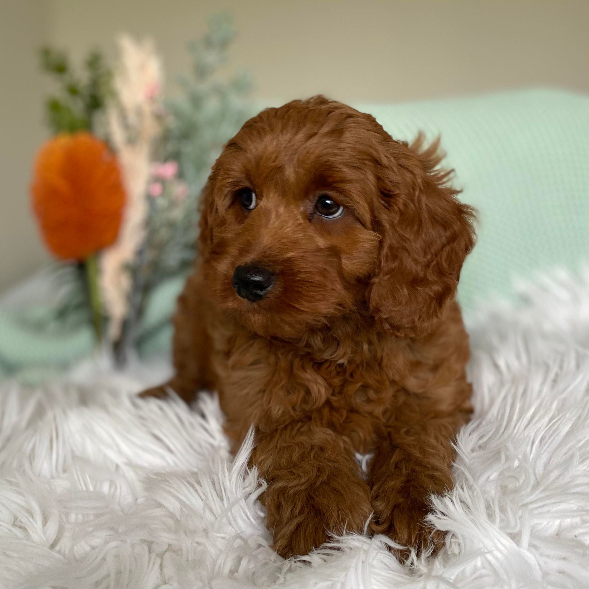 .Toy Cavoodle Male Sox - Sale ends Sunday 12th May