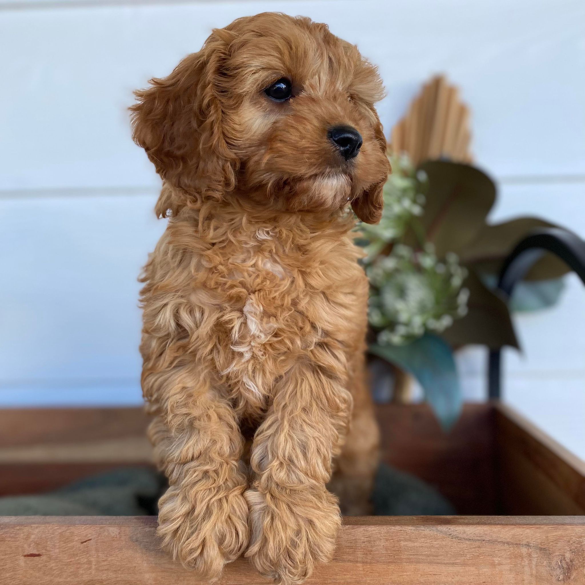 Mini Cavoodle Female Gracie - Sale ends Sunday 12th May