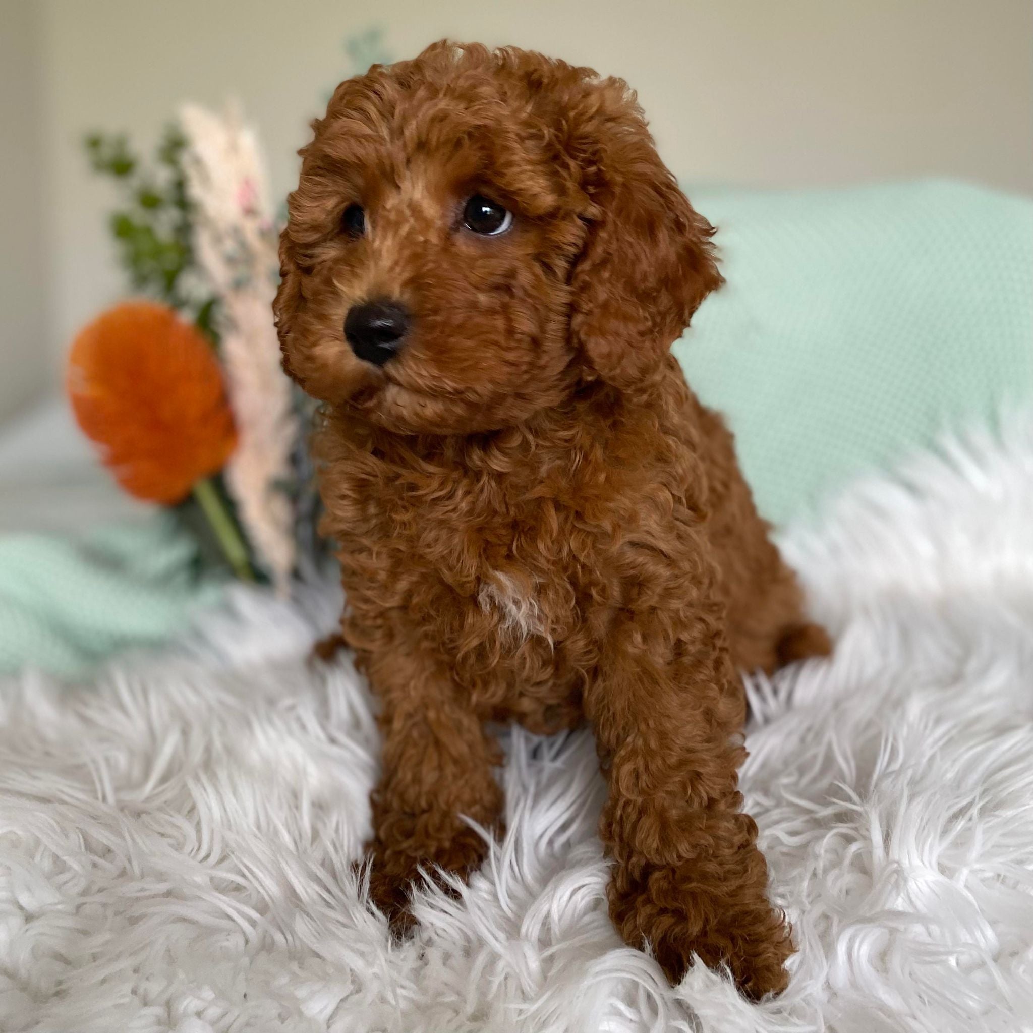 .Toy Cavoodle Male Snickers - Sale ends Sunday 12th May