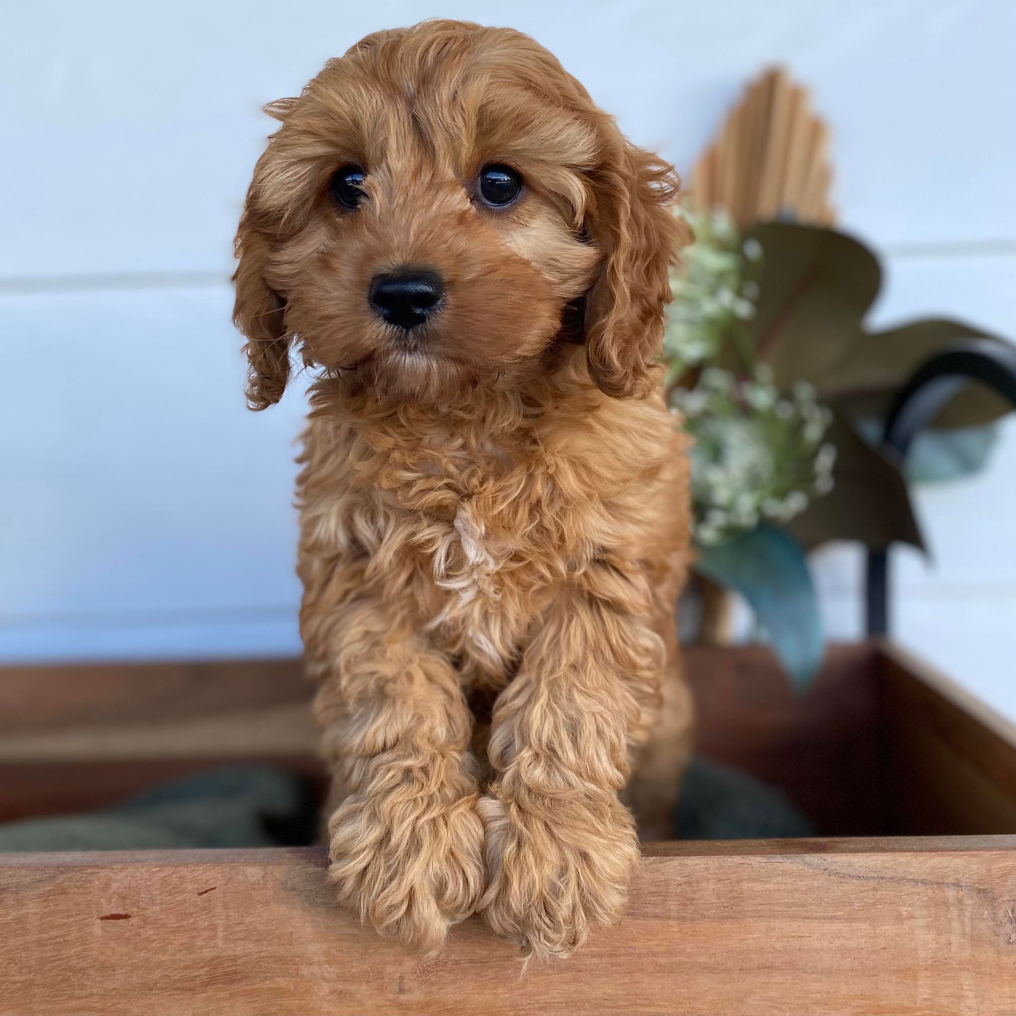 Mini Cavoodle Female Gracie - Sale ends Sunday 12th May