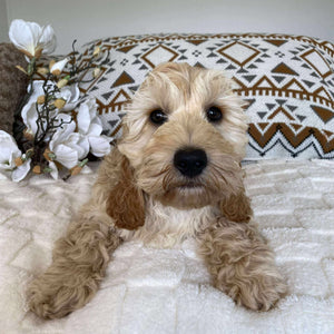.Spoodle Mini Male Prince - Available Now to Adopt Fully Vaccinated