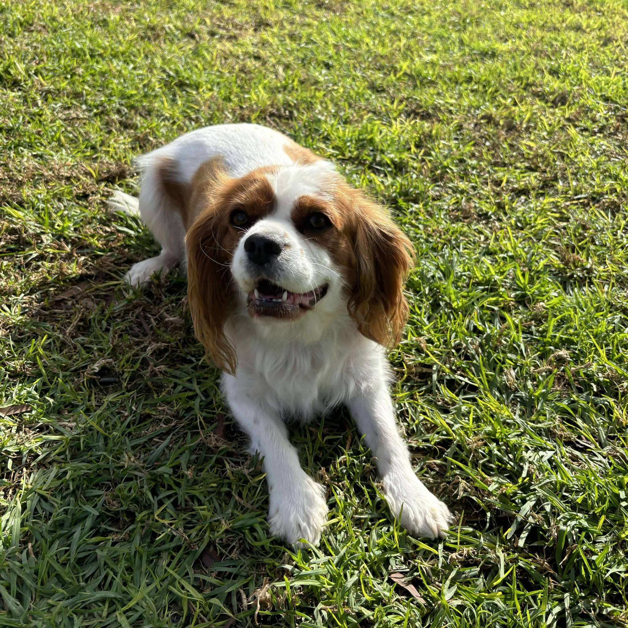 Adult Re homing Cavalier Gina