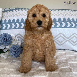 Spoodle Mini Male Sailor - Available now for his forever home