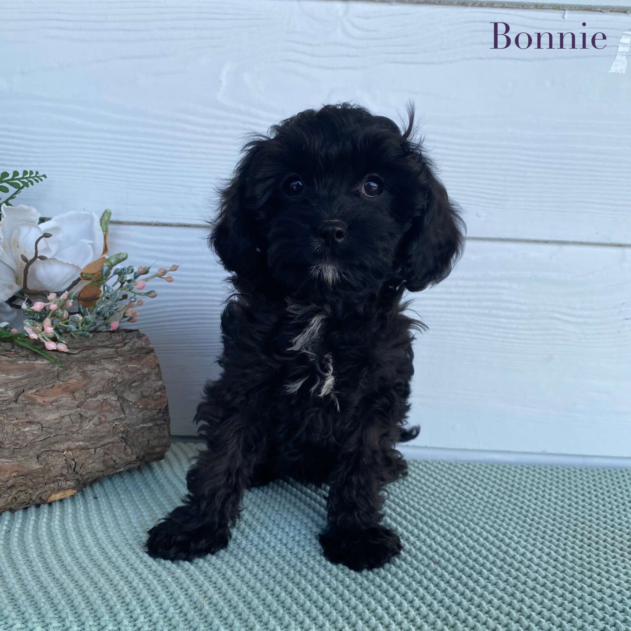 .Cavoodle Toy Female Bonnie - Available Now to Adopt
