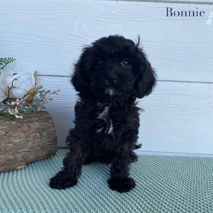 .Cavoodle Toy Female Bonnie - Available Now to Adopt