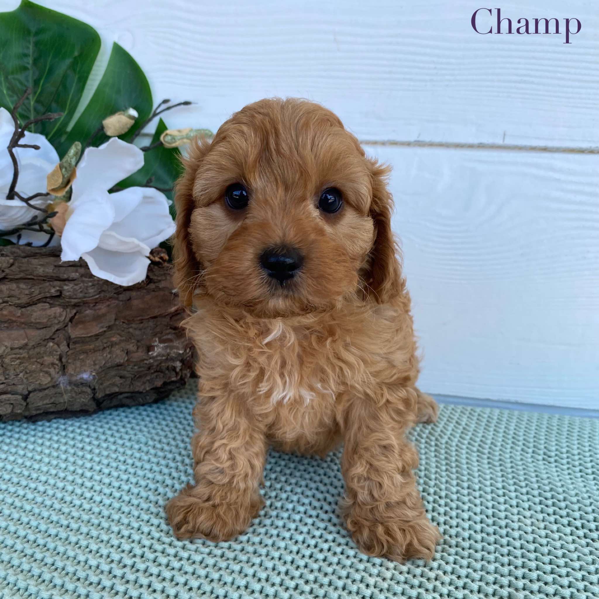 Cavoodle Mini Male Champ - Adopted