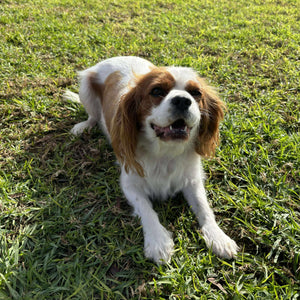 Adult Re homing Cavalier Gina