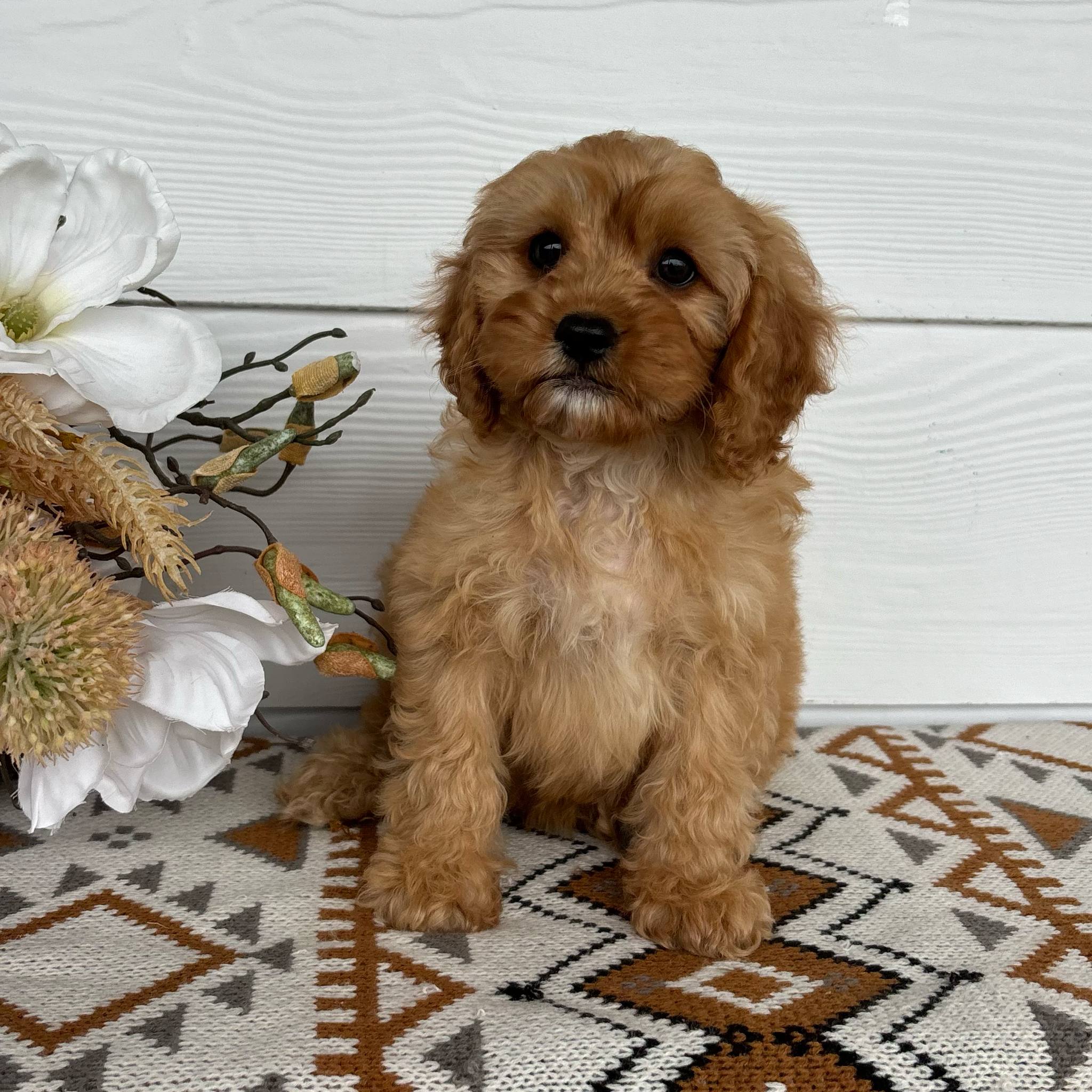 .Cavoodle Toy Male Tarzan - Available Now to Adopt