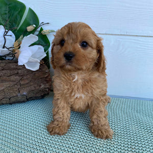Cavoodle Mini Male Champ - Adopted