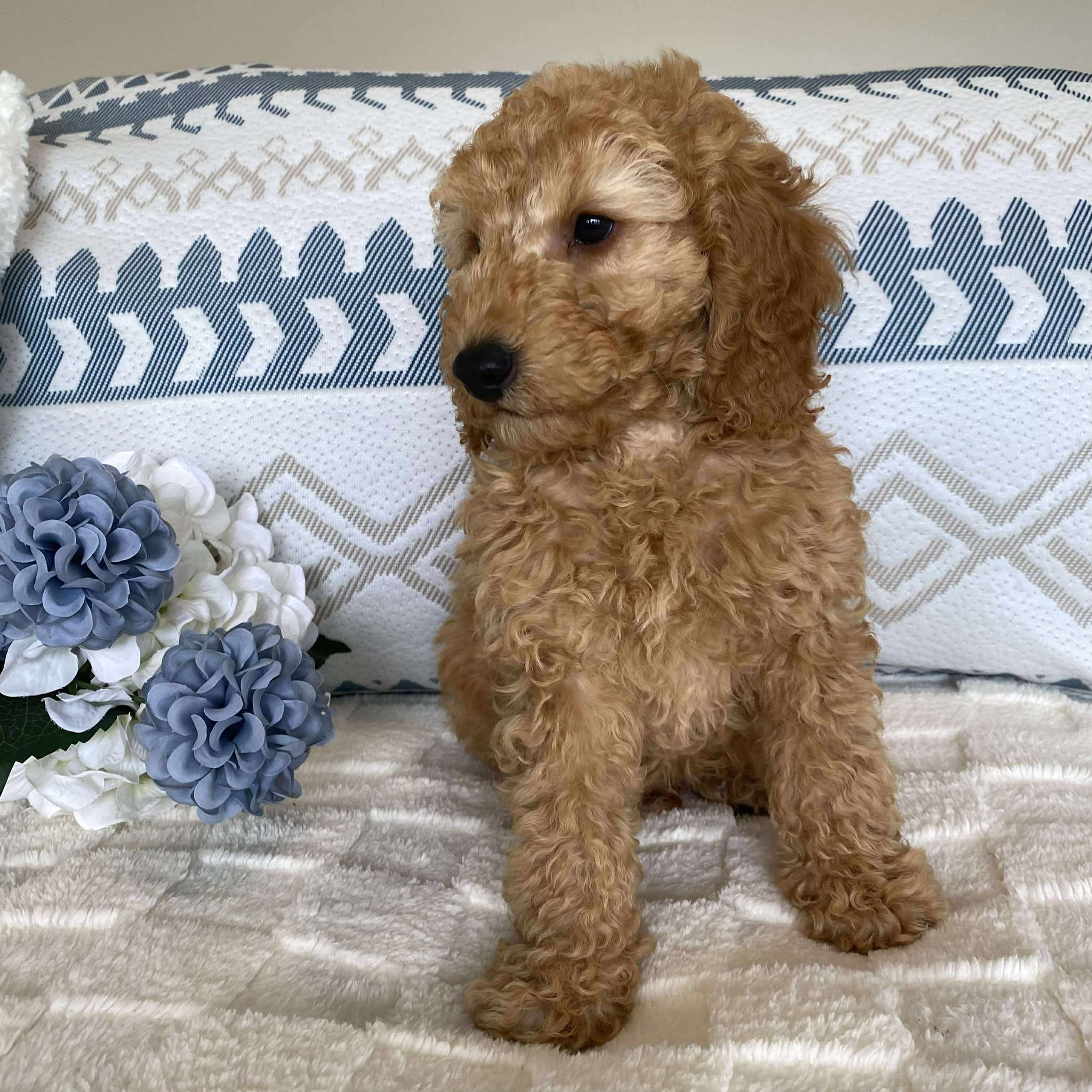 Spoodle Mini Male Scooby - Available now for his forever home