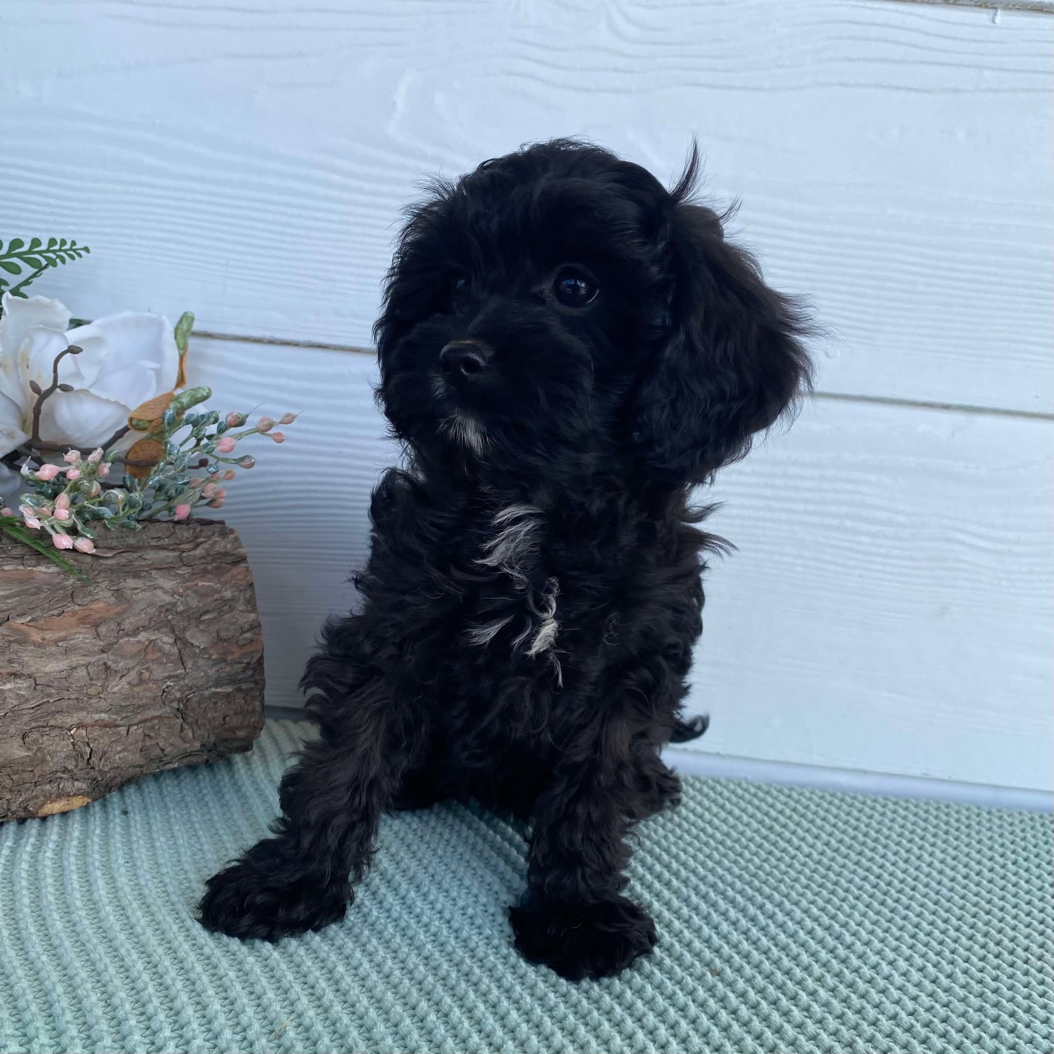 .Cavoodle Toy Female Bonnie - Available Now to Adopt