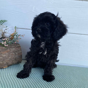 .Cavoodle Toy Female Bonnie - Available Now to Adopt