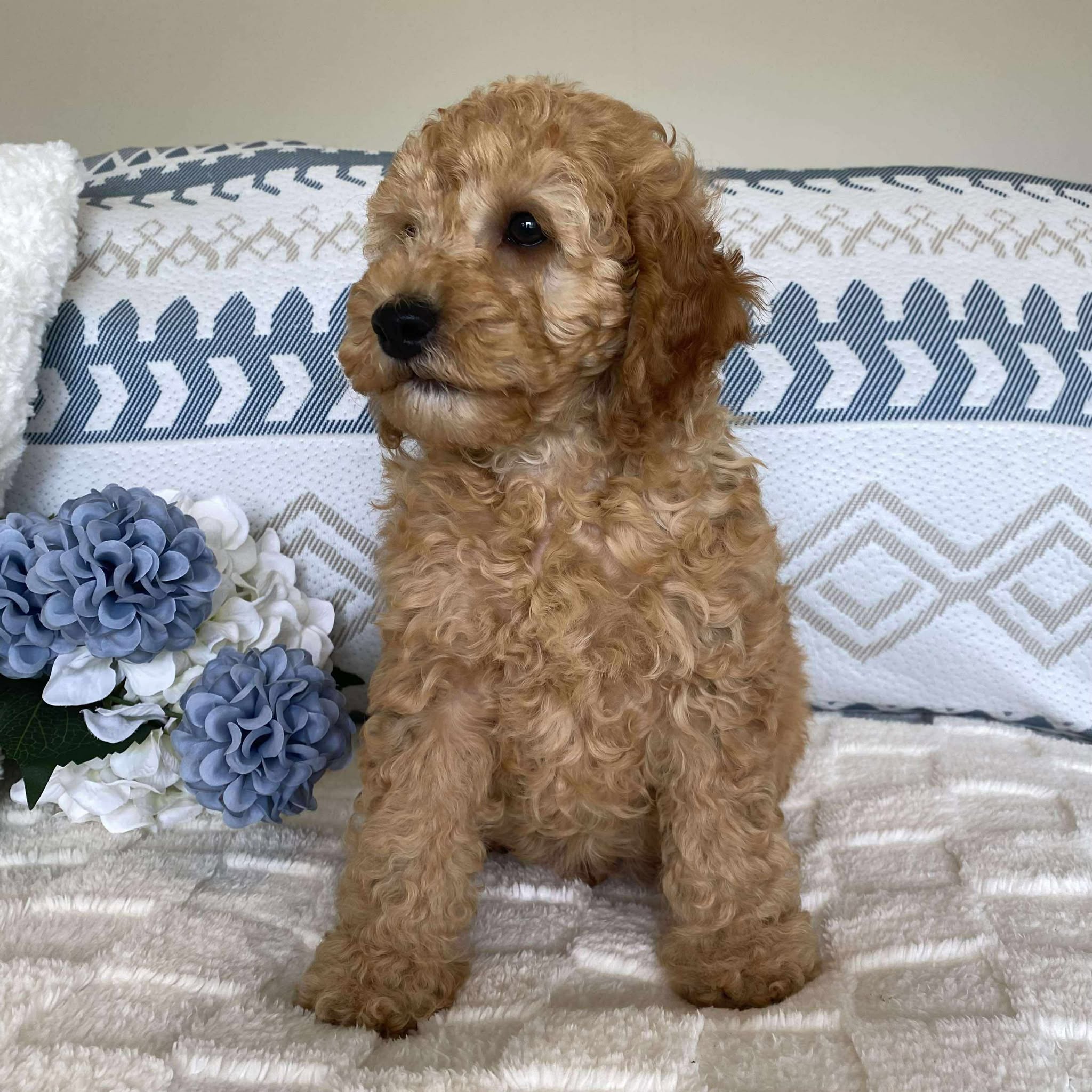 Spoodle Mini Male Sailor - Available now for his forever home