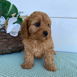 Cavoodle Mini Male Champ - Adopted