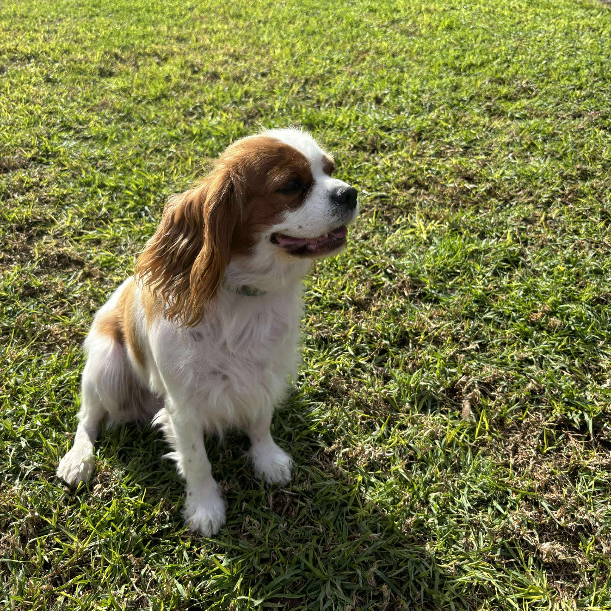 Adult Re homing Cavalier Gina