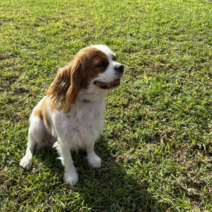 Adult Re homing Cavalier Gina
