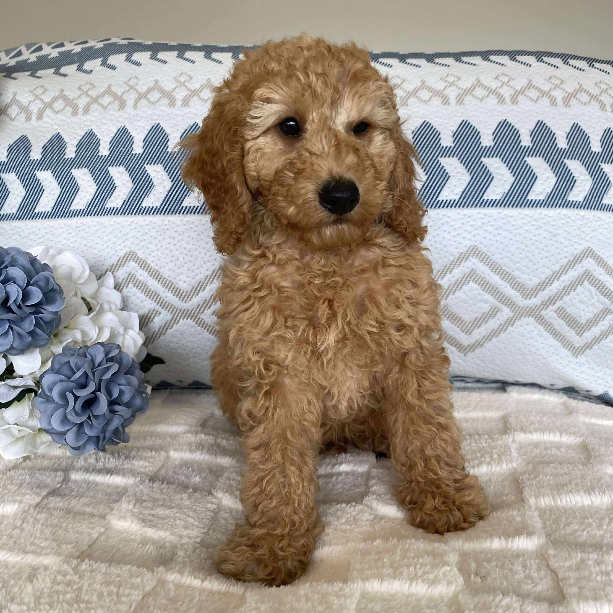 Spoodle Mini Male Scooby - Available now for his forever home