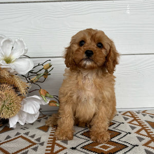 .Cavoodle Toy Male Tarzan - Available Now to Adopt
