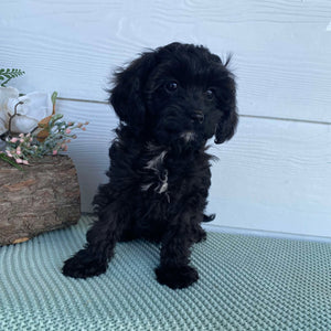 .Cavoodle Toy Female Bonnie - Available Now to Adopt