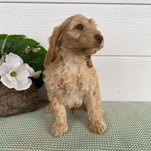 Spoodle Mini Male Lion - Available Now to Adopt