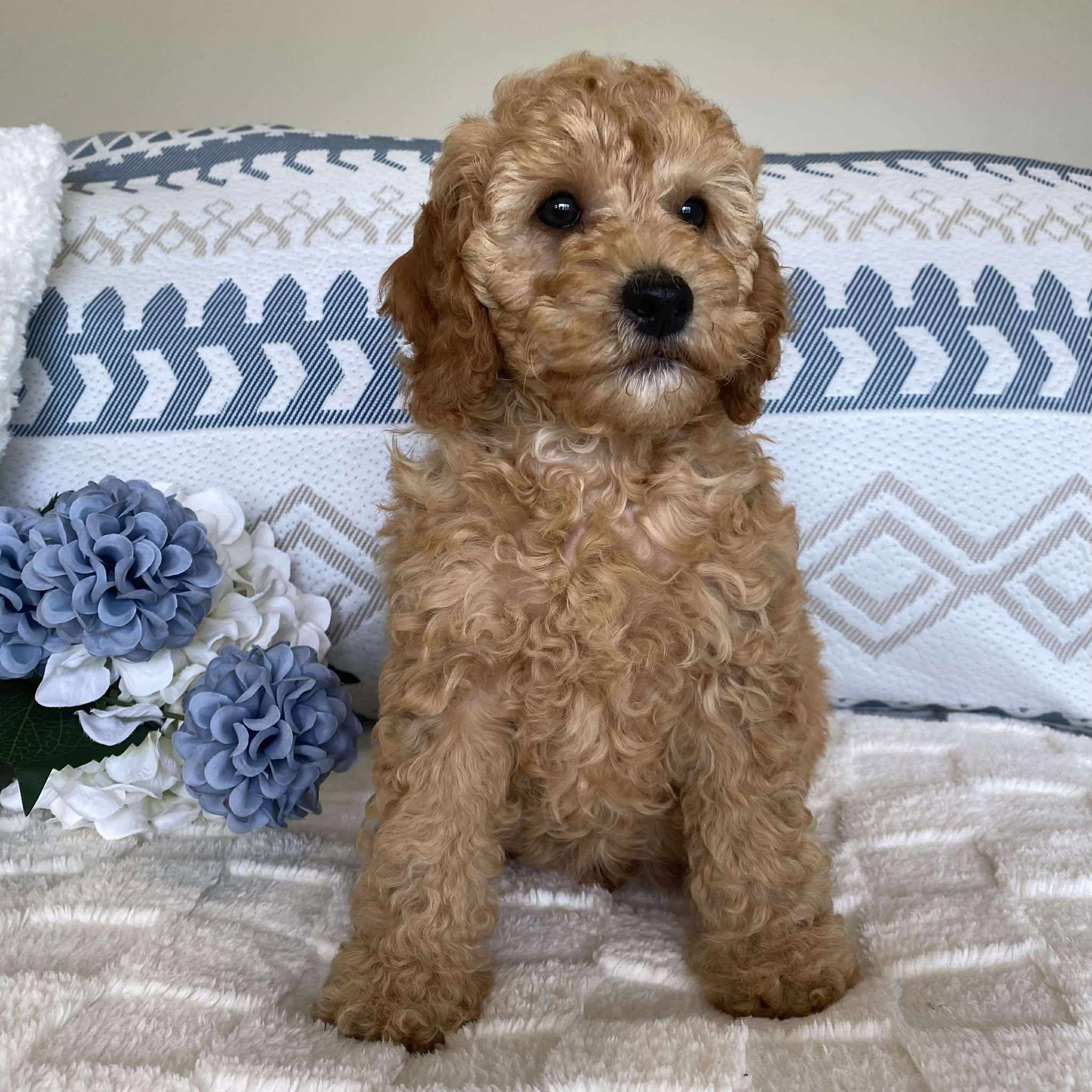 Spoodle Mini Male Sailor - Available now for his forever home
