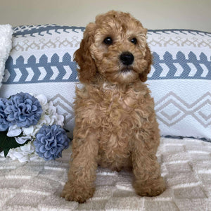 Spoodle Mini Male Sailor - Available now for his forever home