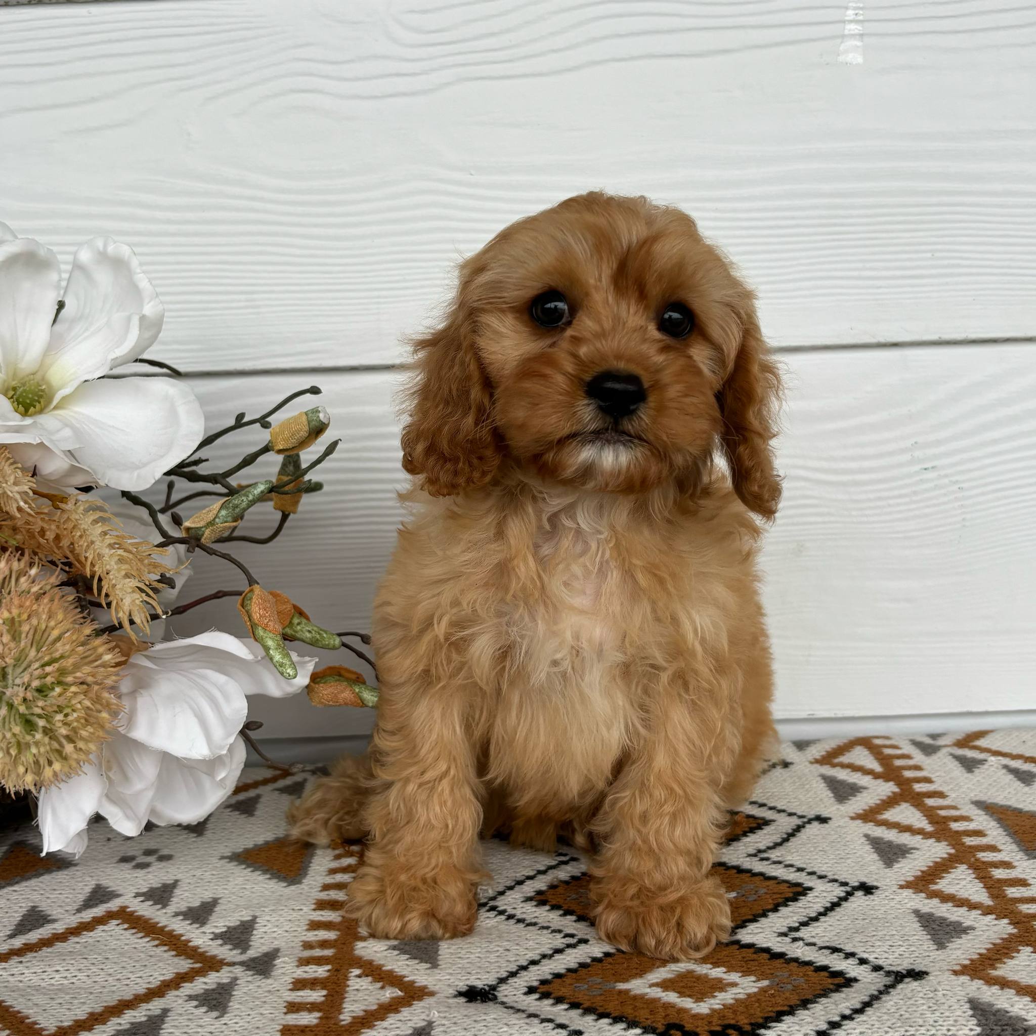 .Cavoodle Toy Male Tarzan - Available Now to Adopt