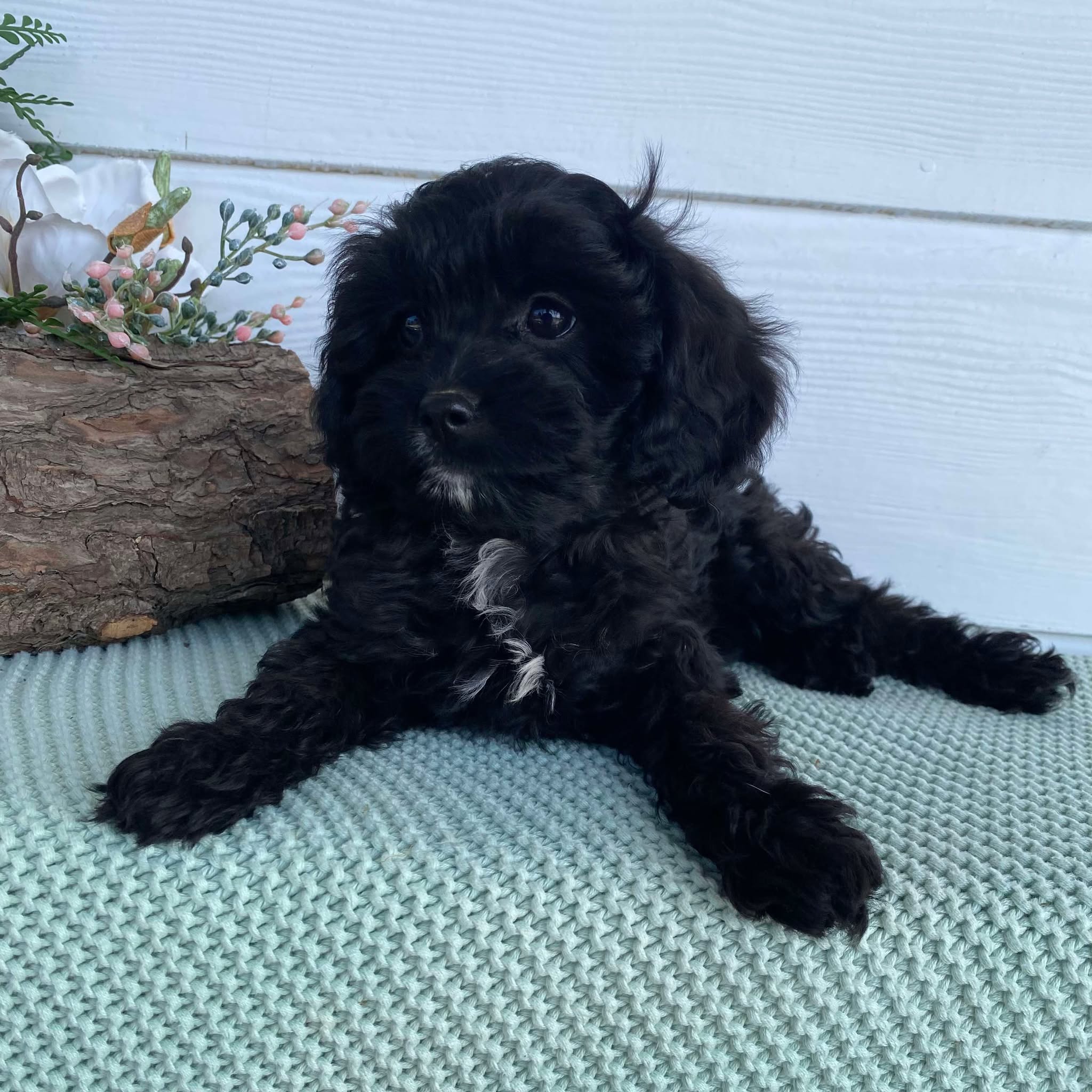 .Cavoodle Toy Female Bonnie - Available Now to Adopt