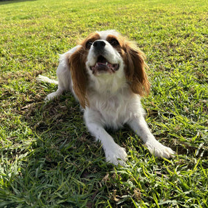 Adult Re homing Cavalier Gina