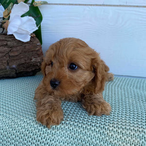 Cavoodle Mini Male Champ - Adopted