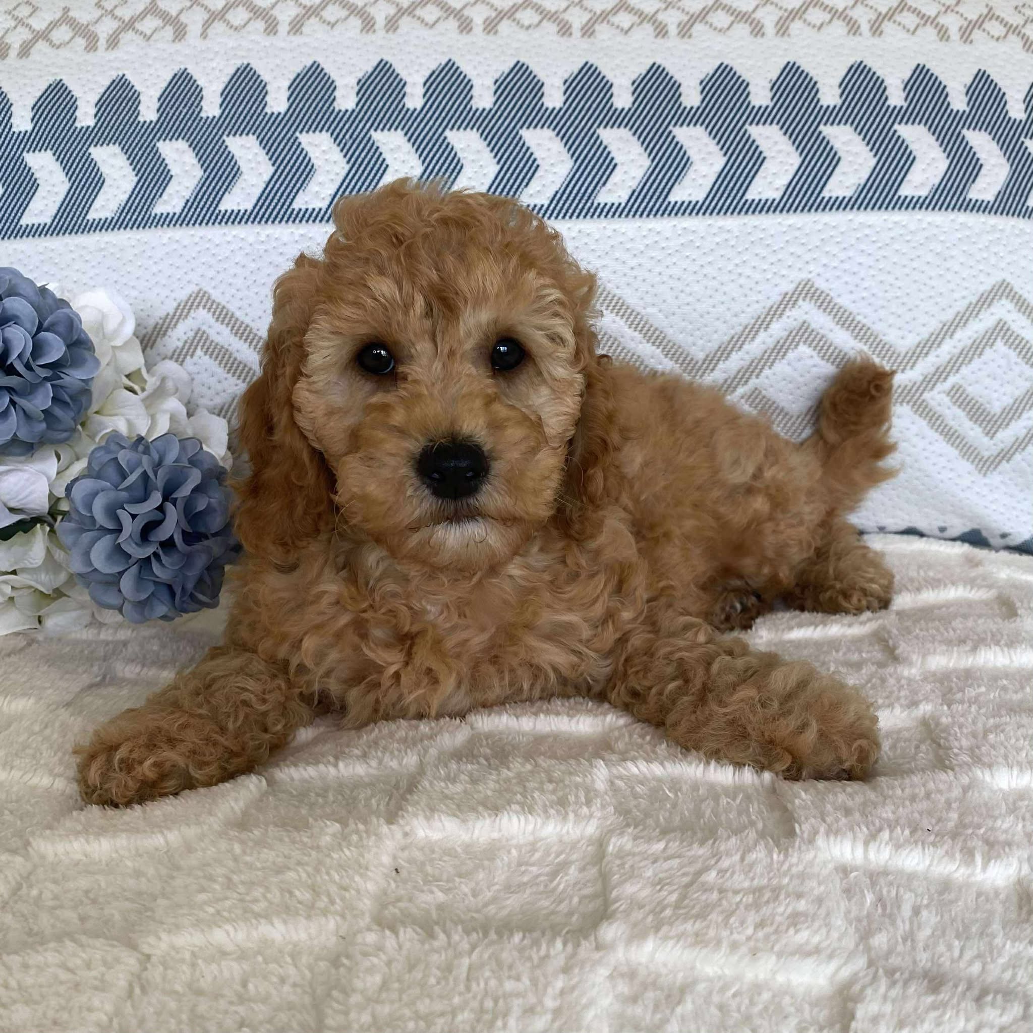 Spoodle Mini Male Sailor - Available now for his forever home