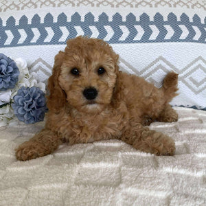 Spoodle Mini Male Sailor - Available now for his forever home