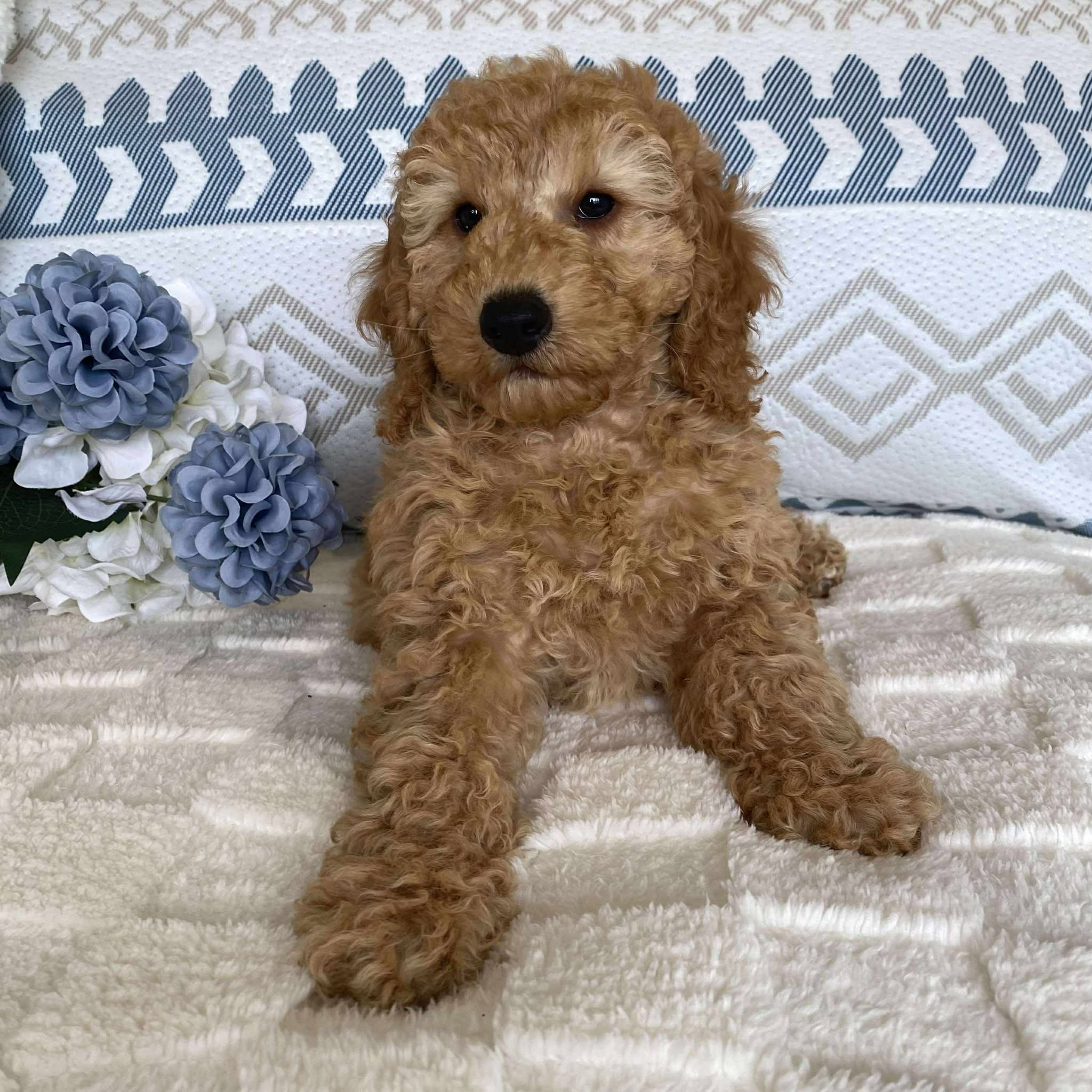 Spoodle Mini Male Scooby - Available now for his forever home