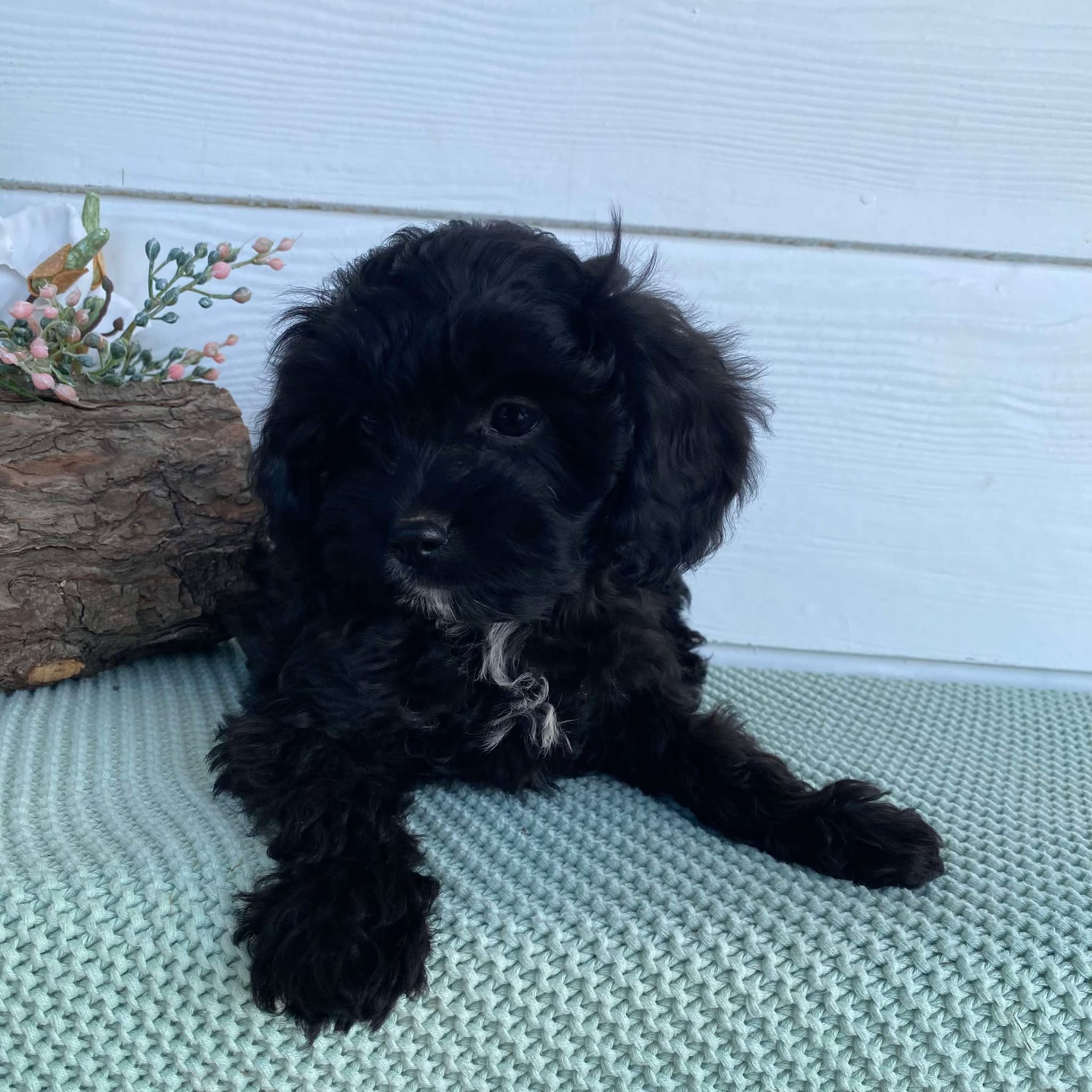 .Cavoodle Toy Female Bonnie - Available Now to Adopt