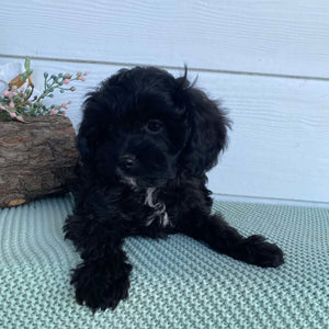 .Cavoodle Toy Female Bonnie - Available Now to Adopt