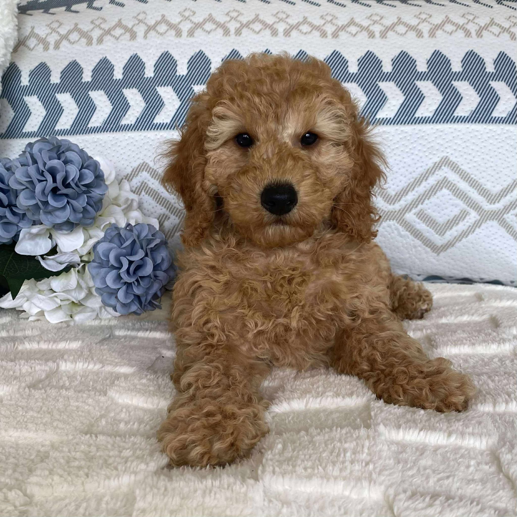 Spoodle Mini Male Scooby - Available now for his forever home