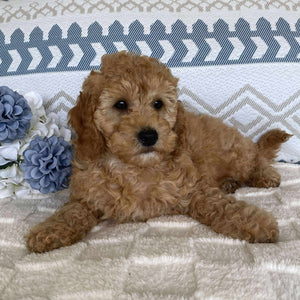 Spoodle Mini Male Sailor - Available now for his forever home
