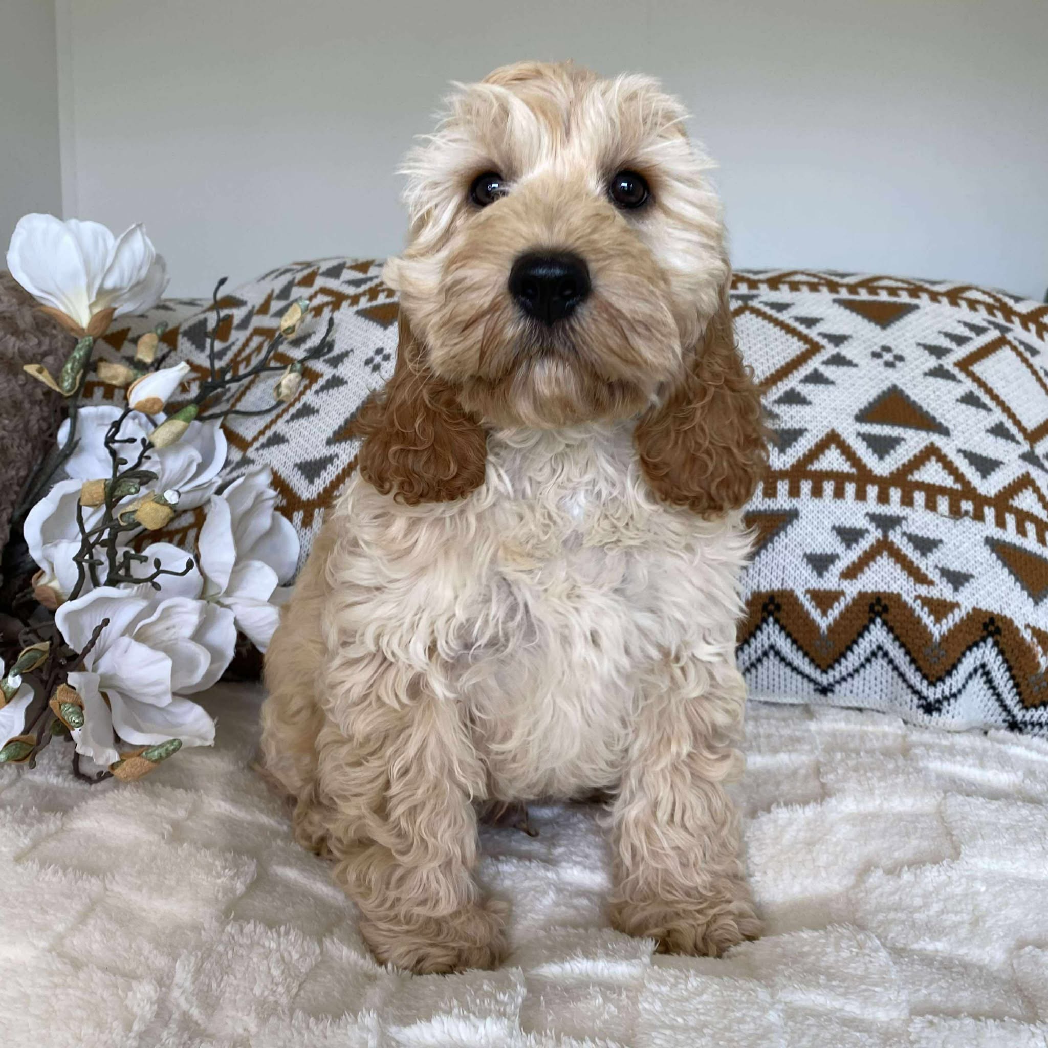 .Spoodle Mini Male Prince - Available Now to Adopt Fully Vaccinated