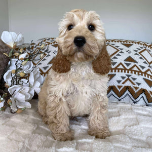.Spoodle Mini Male Prince - Available Now to Adopt Fully Vaccinated