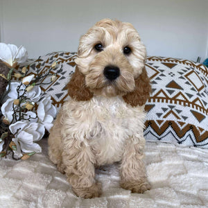 .Spoodle Mini Male Prince - Available Now to Adopt Fully Vaccinated