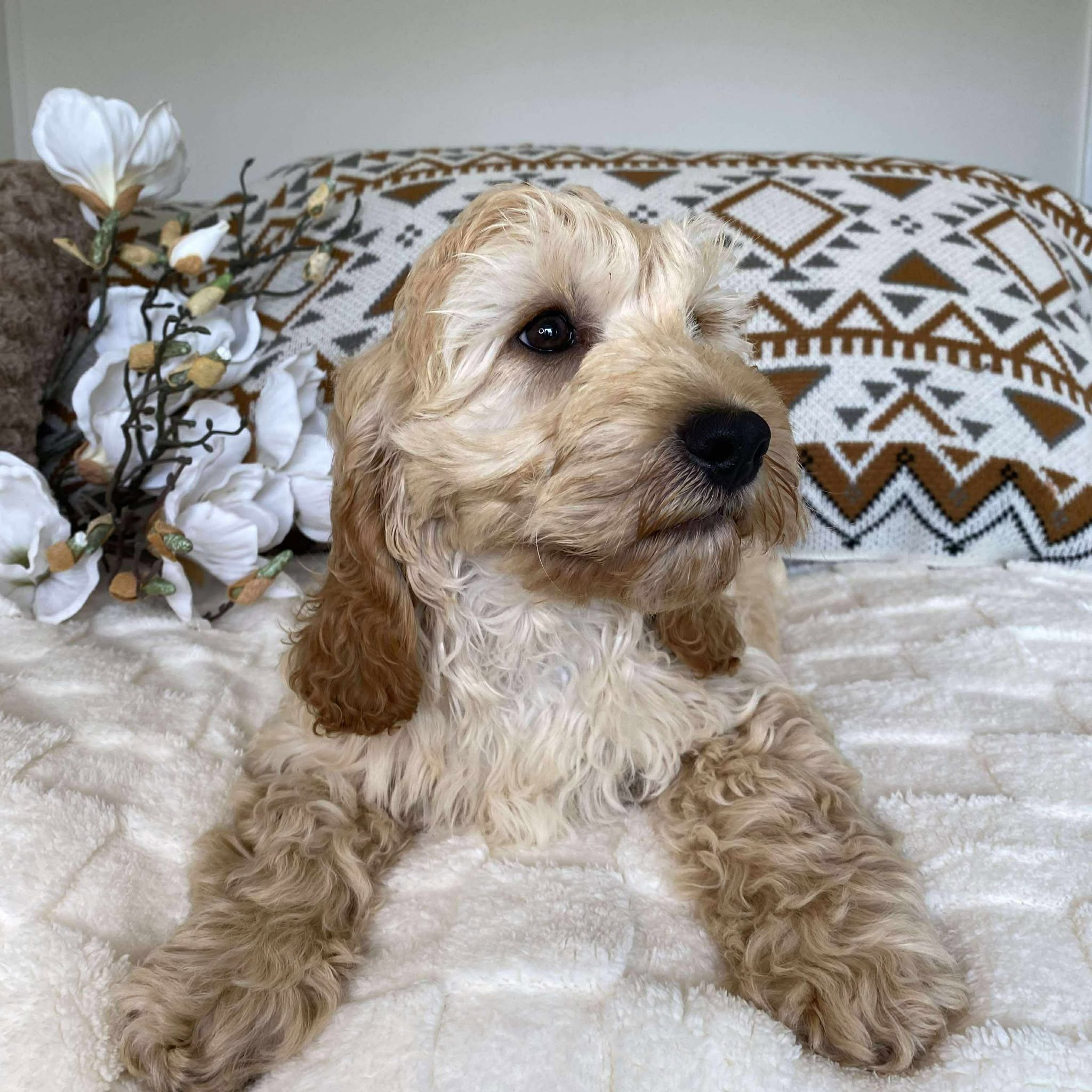 .Spoodle Mini Male Prince - Available Now to Adopt Fully Vaccinated