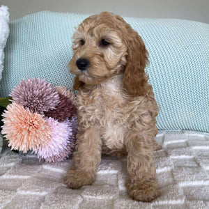 Spoodle Mini Female Sage - Available now for her forever home